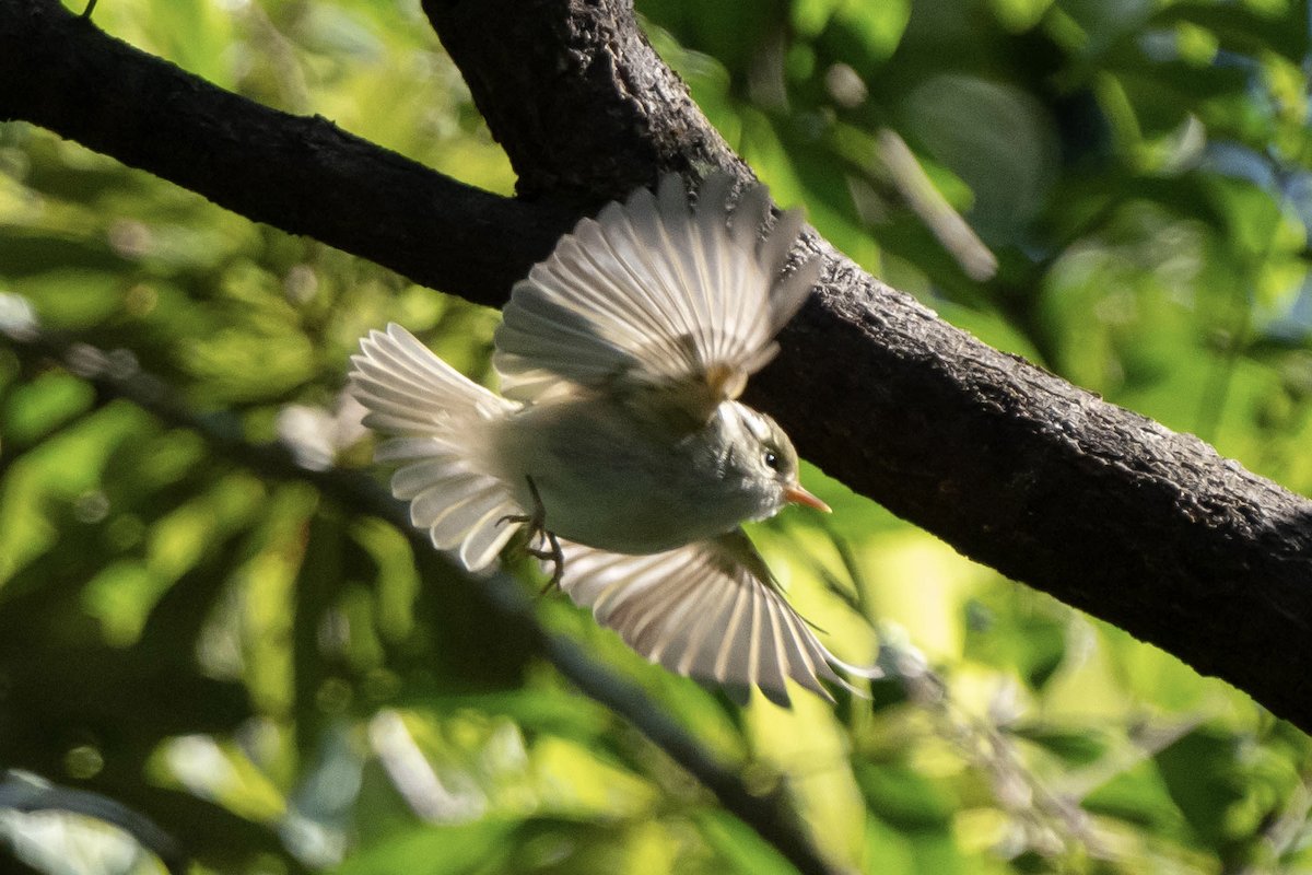 华南冠纹柳莺 (Phylloscopus goodsoni)