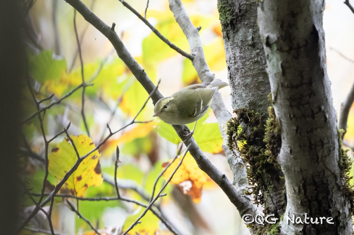 华南冠纹柳莺 (Phylloscopus goodsoni)