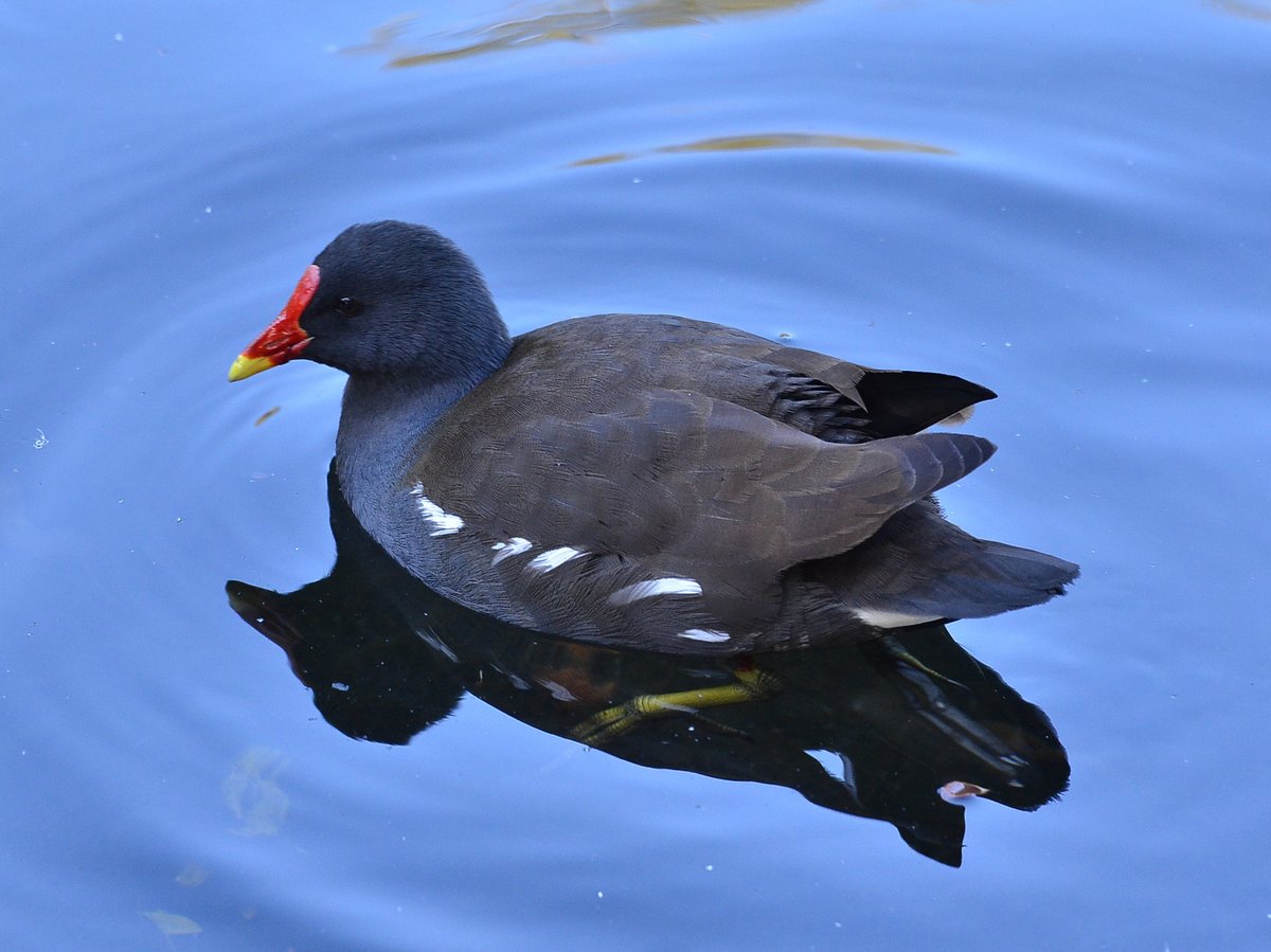 Common Moorhen (Gallinula chloropus)