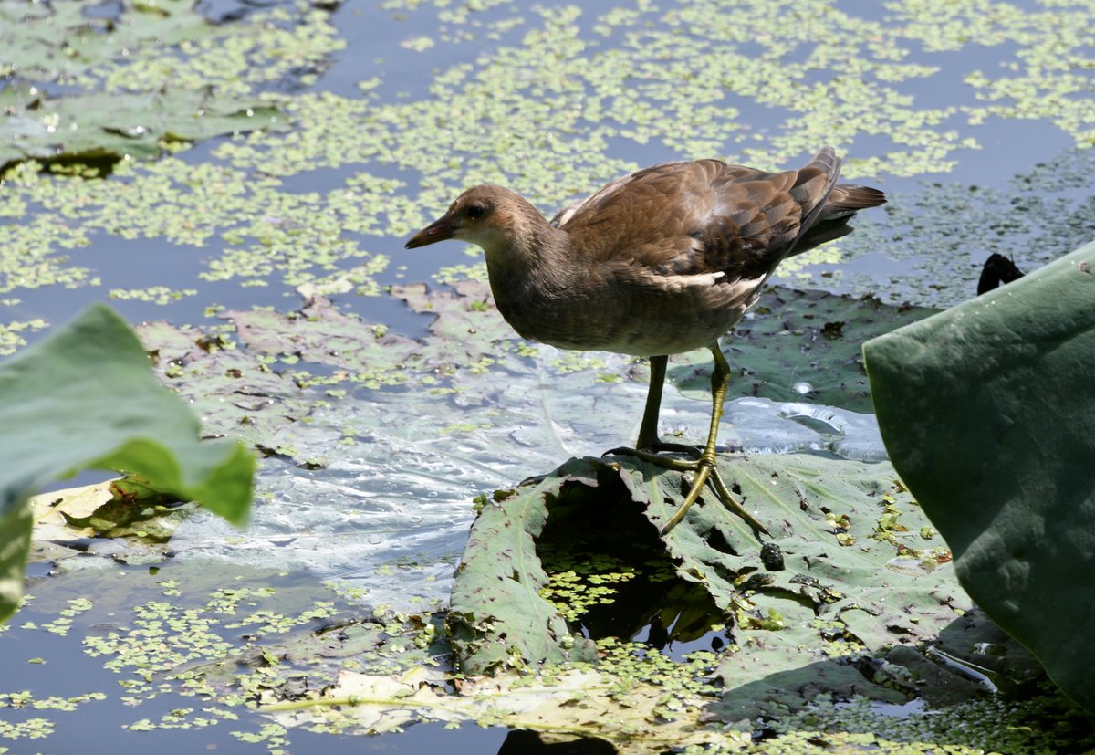 Common Moorhen (Gallinula chloropus)