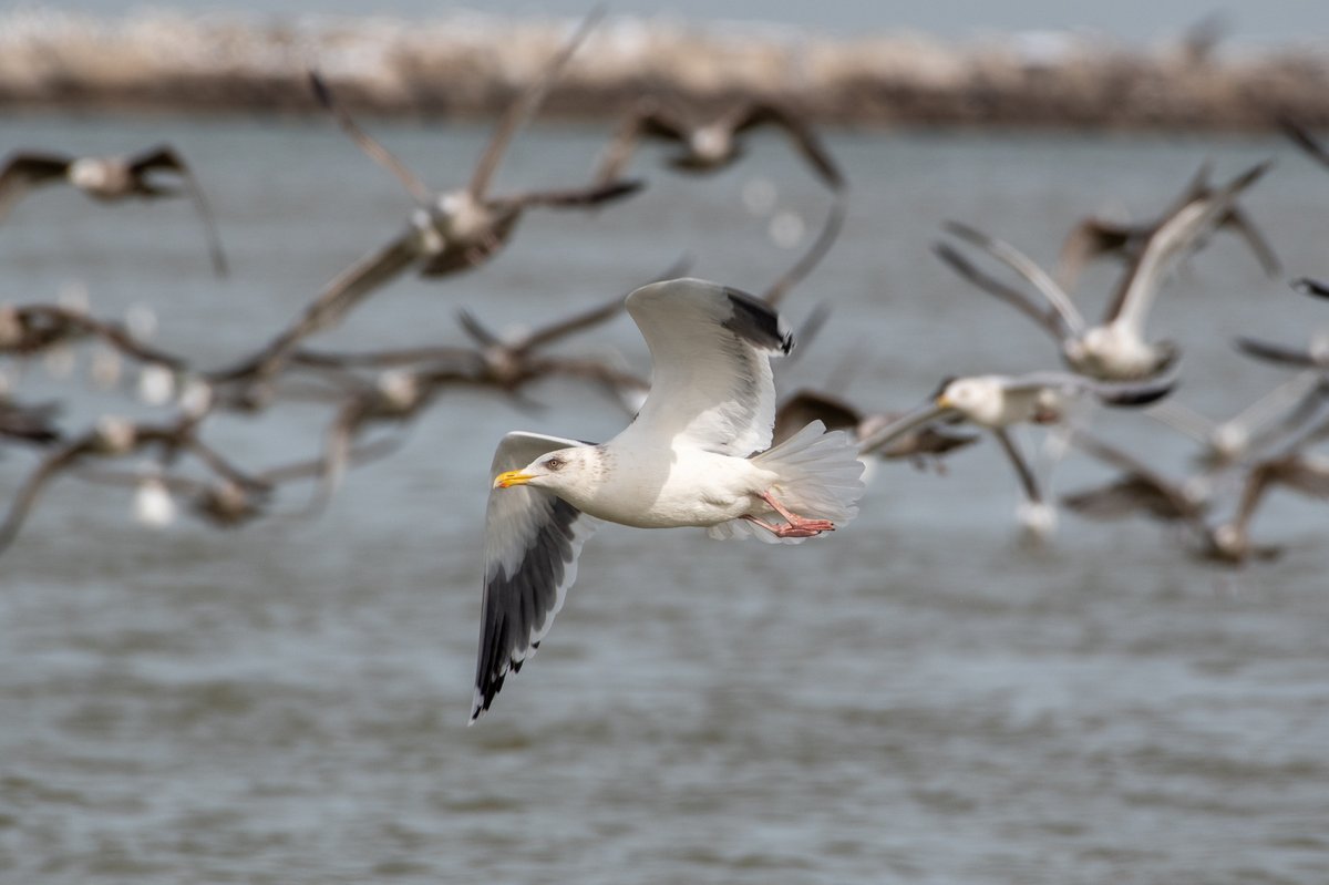 Slaty-backed Gull (Larus schistisagus)
