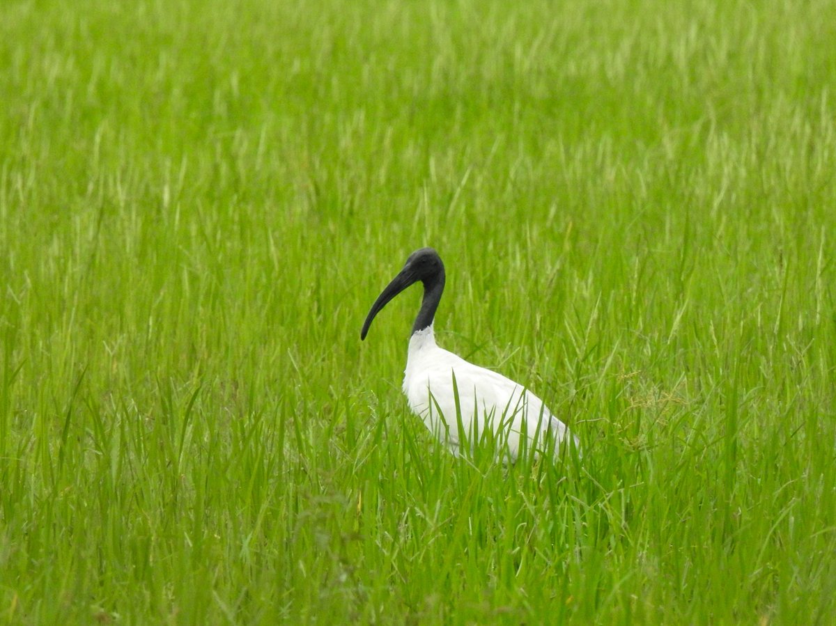 黑头白鹮 (Threskiornis melanocephalus)