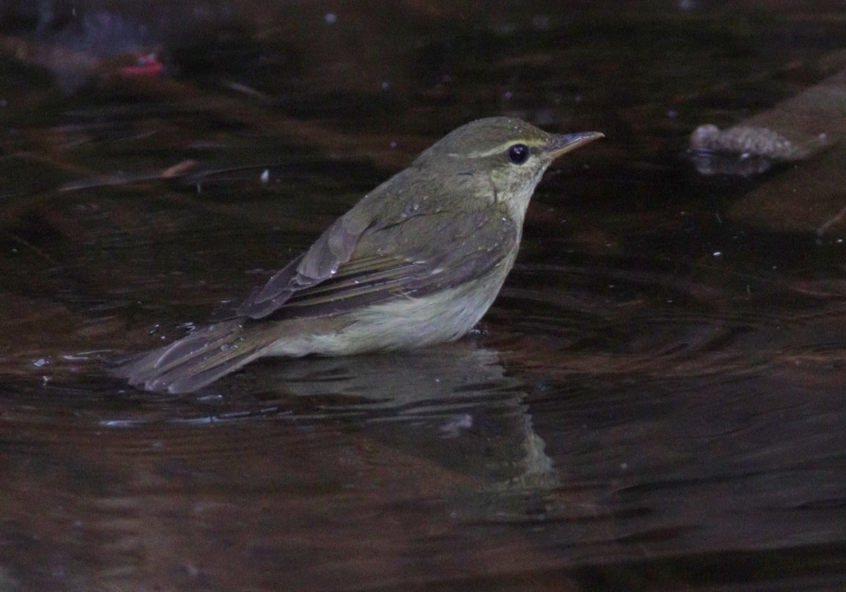 日本柳莺 (Phylloscopus xanthodryas)