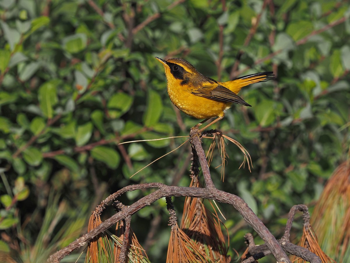 金色林鸲 (Tarsiger chrysaeus)