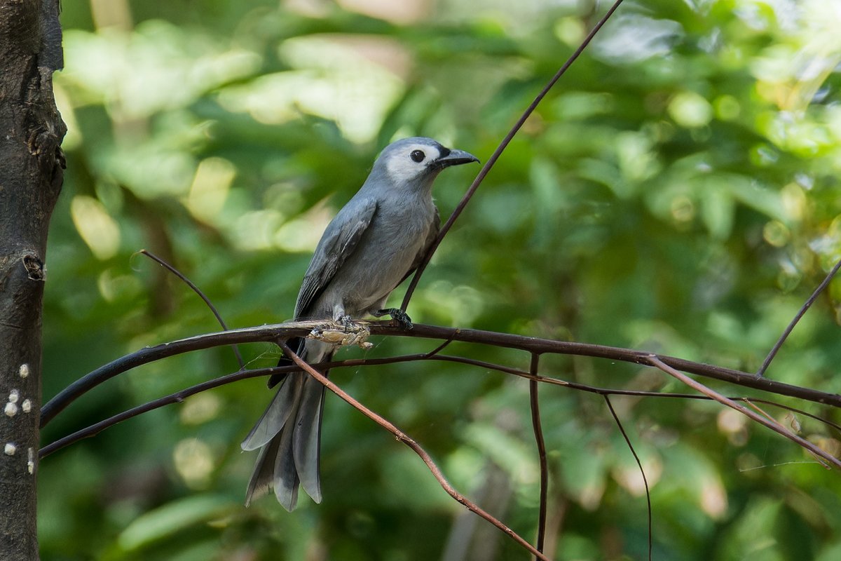 灰卷尾 (Dicrurus leucophaeus)
