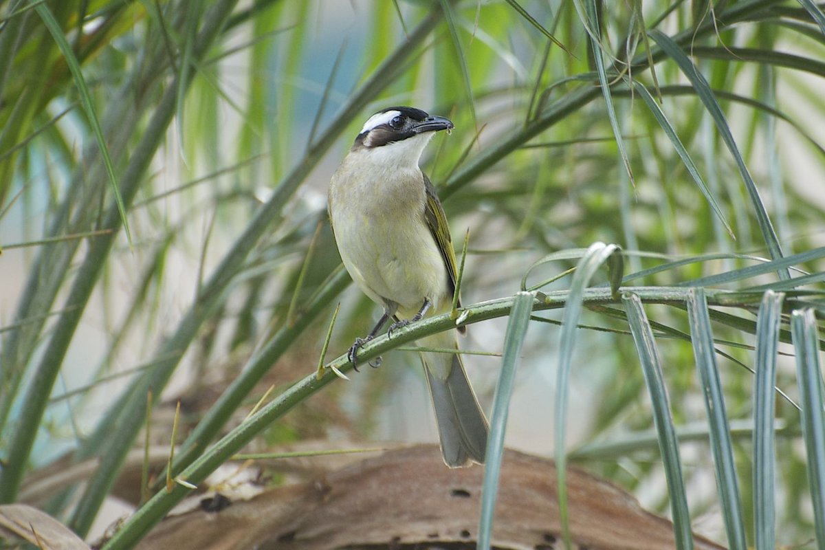 Light-vented Bulbul (Pycnonotus sinensis)