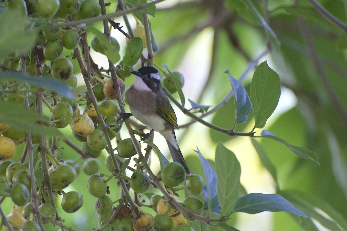 Light-vented Bulbul (Pycnonotus sinensis)