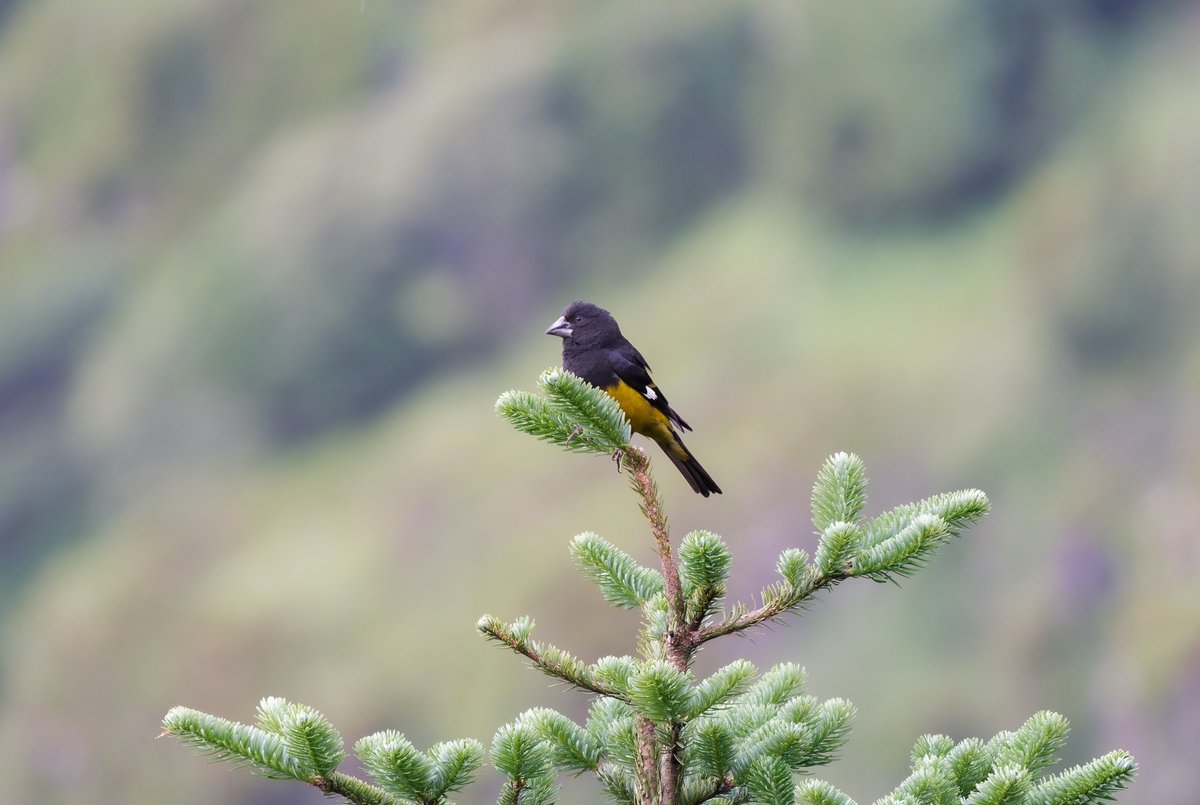 白斑翅拟蜡嘴雀 (Mycerobas carnipes)