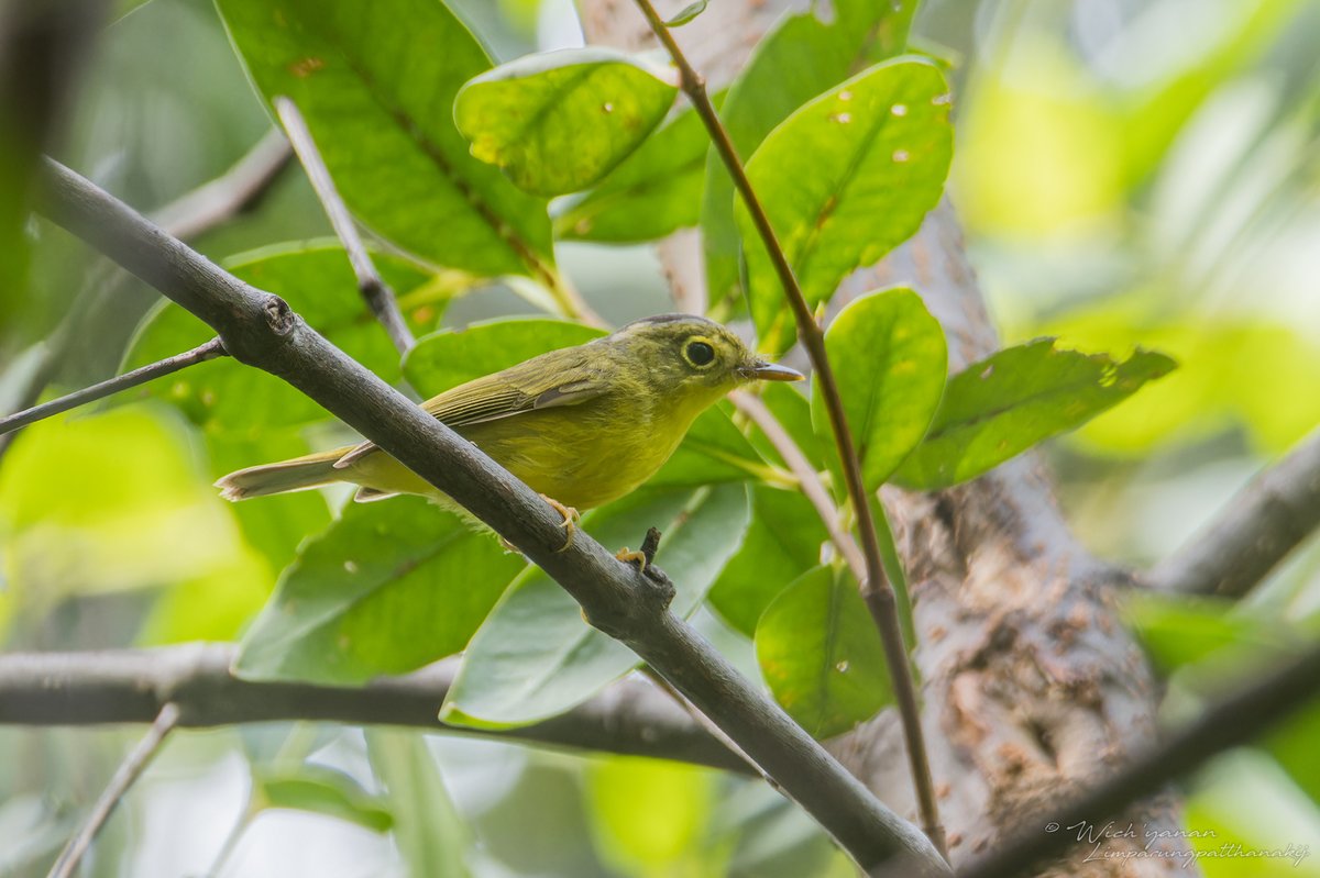 淡尾鹟莺 (Phylloscopus soror)