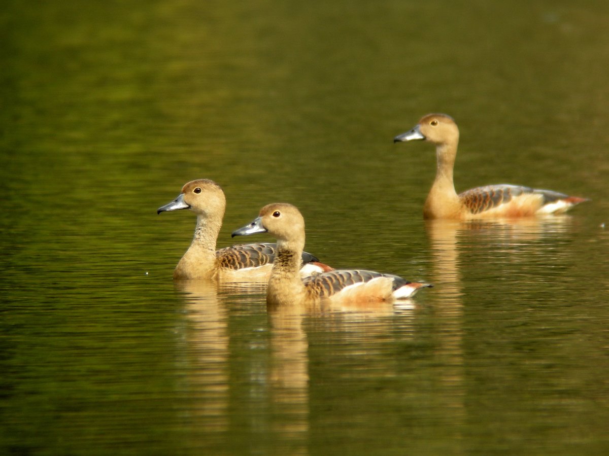 Lesser Whistling Duck (Dendrocygna javanica)