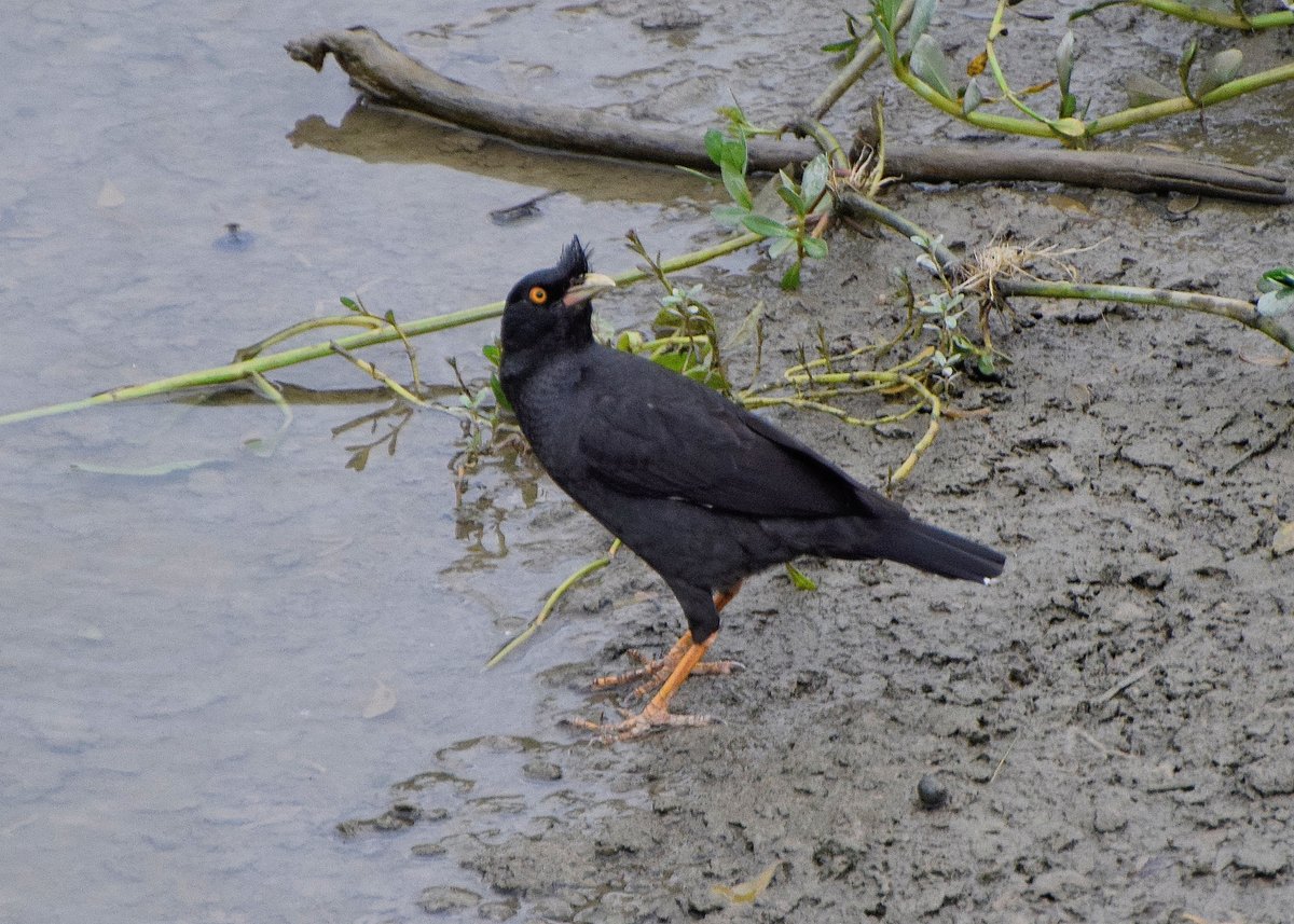 Crested Myna (Acridotheres cristatellus)