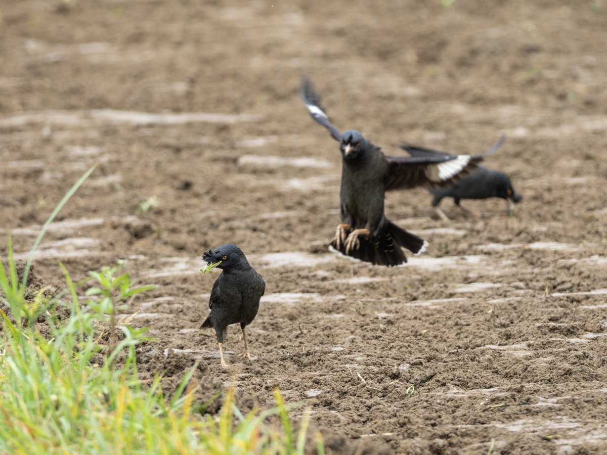 Crested Myna (Acridotheres cristatellus)