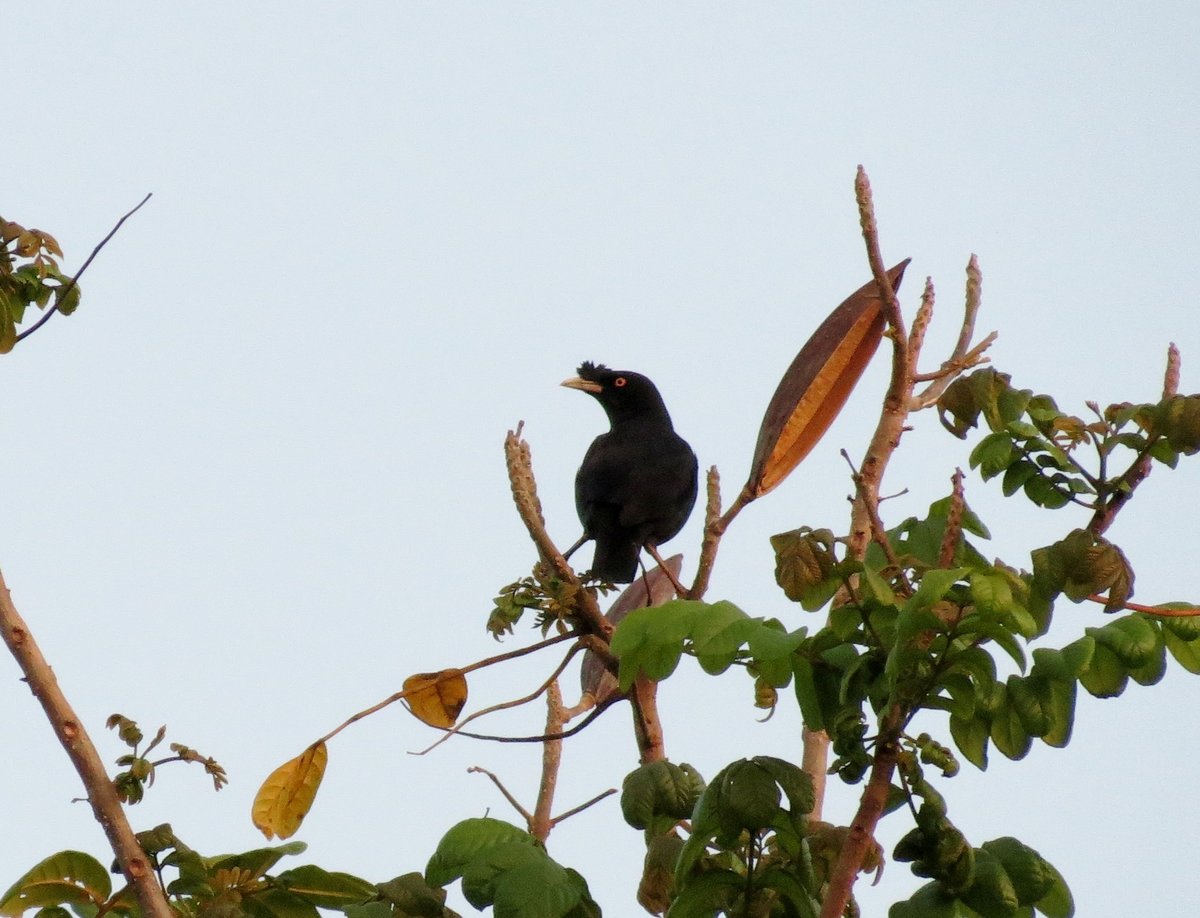 Crested Myna (Acridotheres cristatellus)