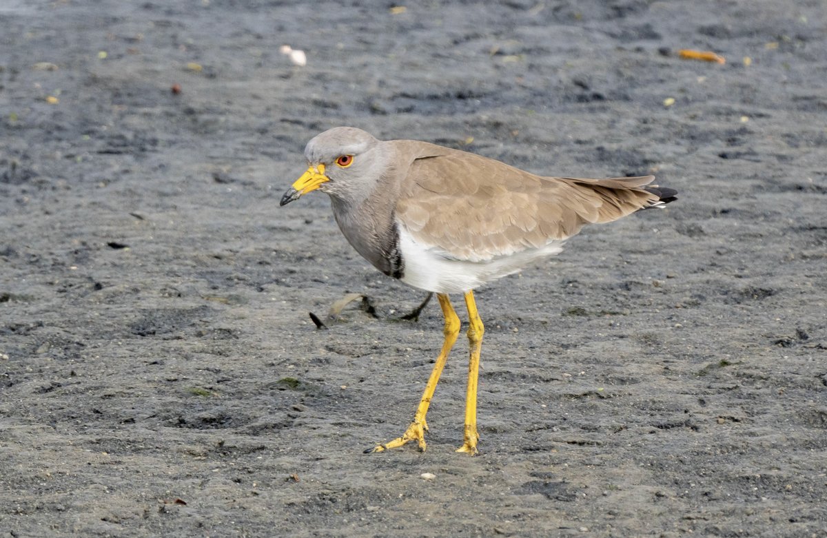 灰头麦鸡 (Vanellus cinereus)
