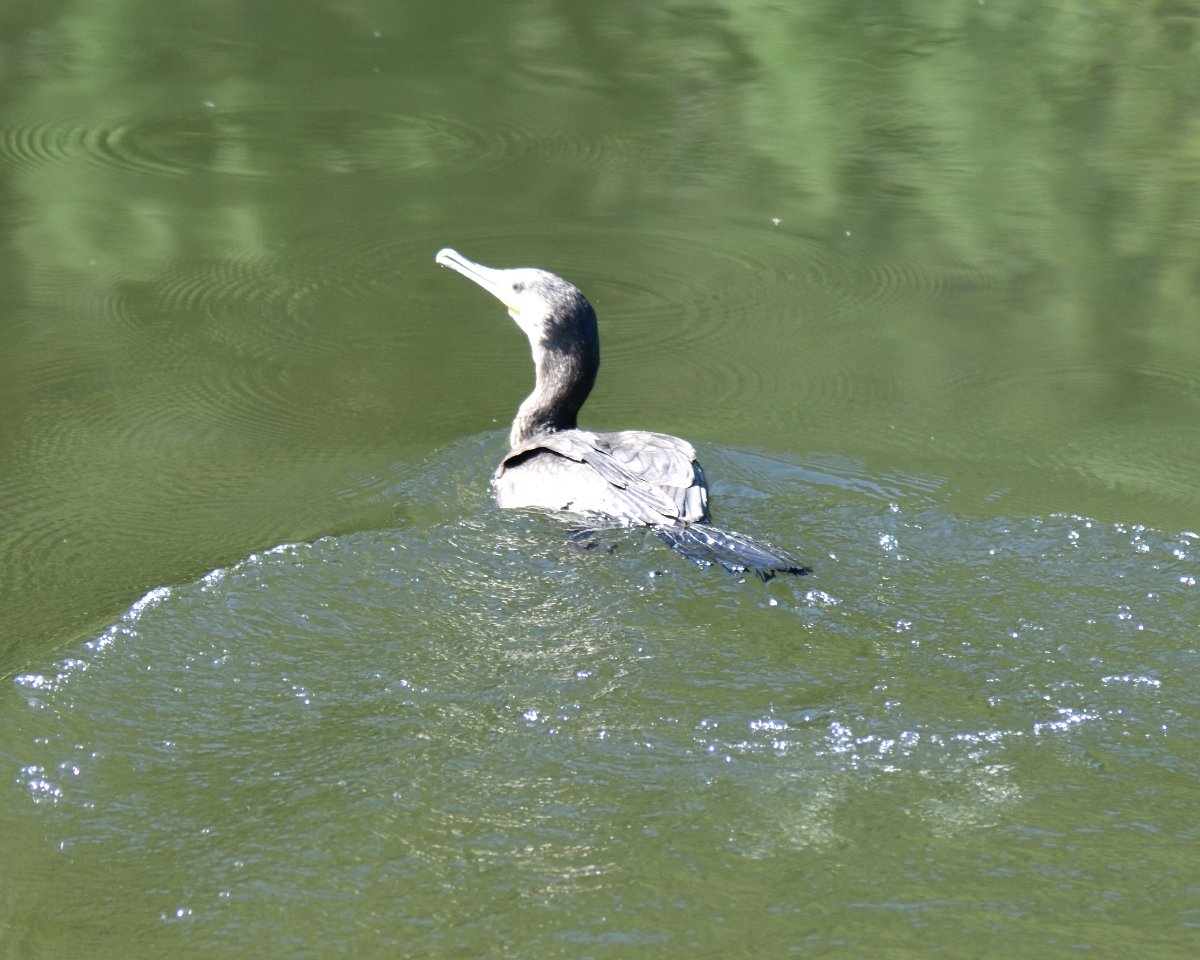 普通鸬鹚 (Phalacrocorax carbo)