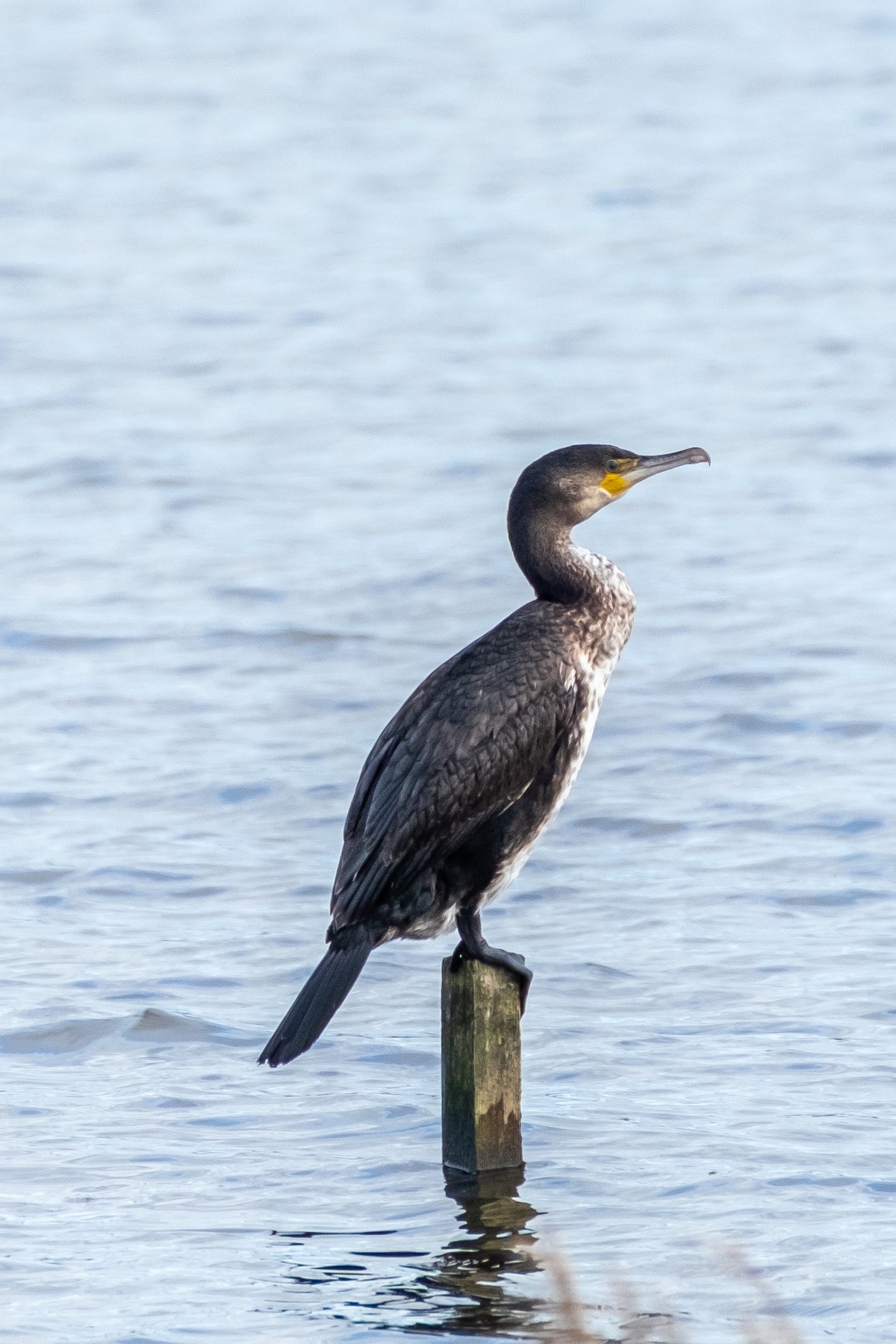 普通鸬鹚 (Phalacrocorax carbo)