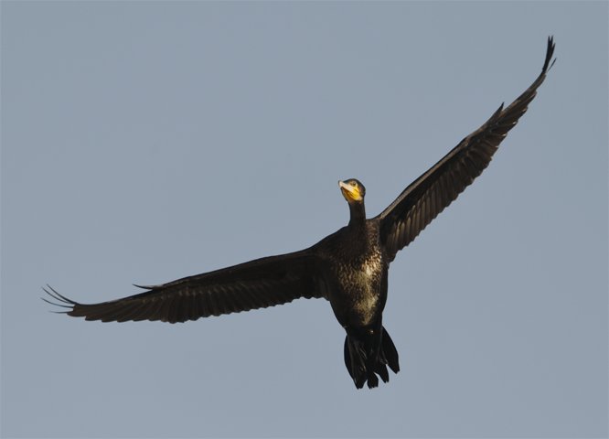 普通鸬鹚 (Phalacrocorax carbo)