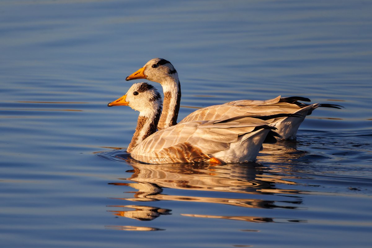 Bar-headed Goose (Anser indicus)