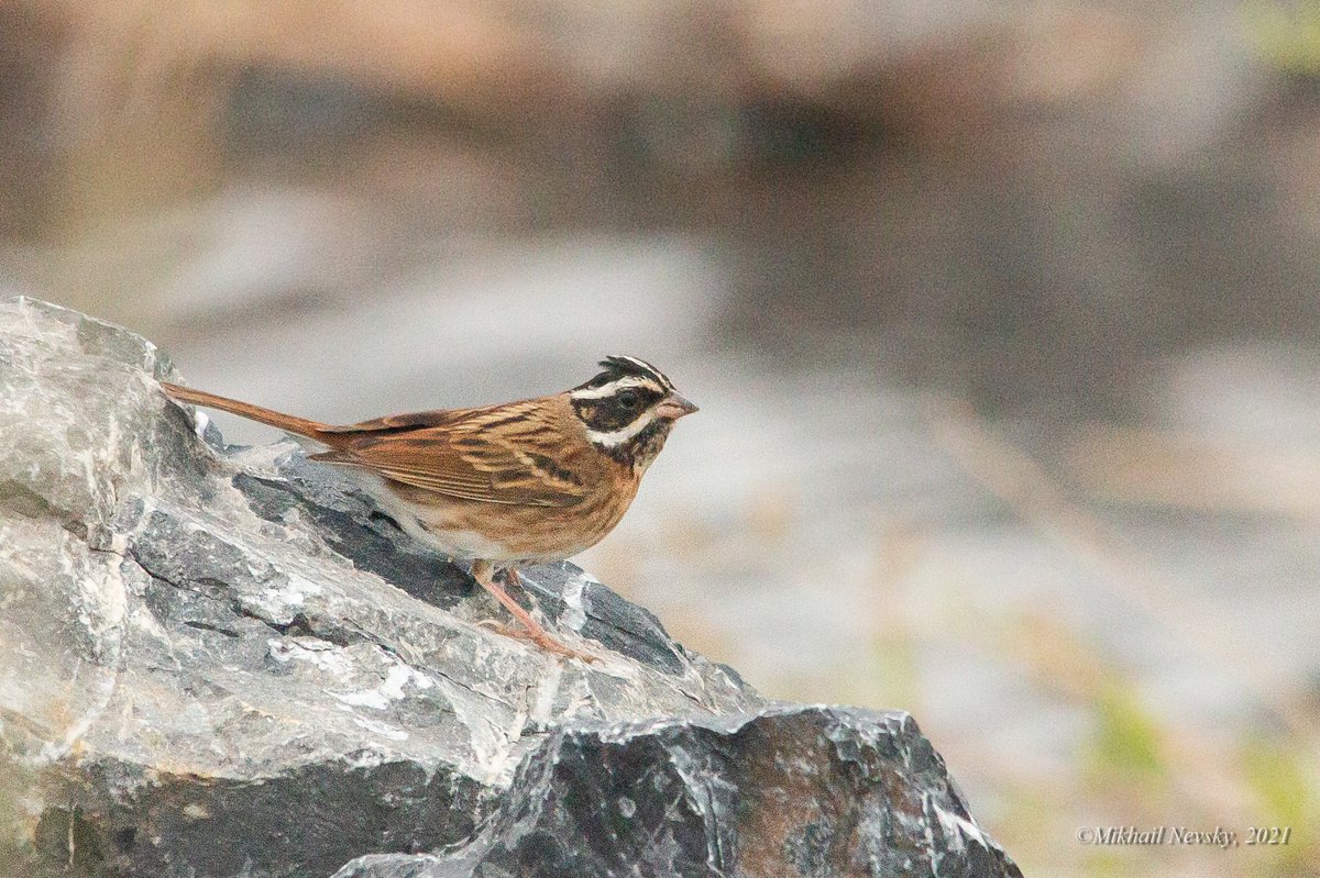Tristram's Bunting (Emberiza tristrami)