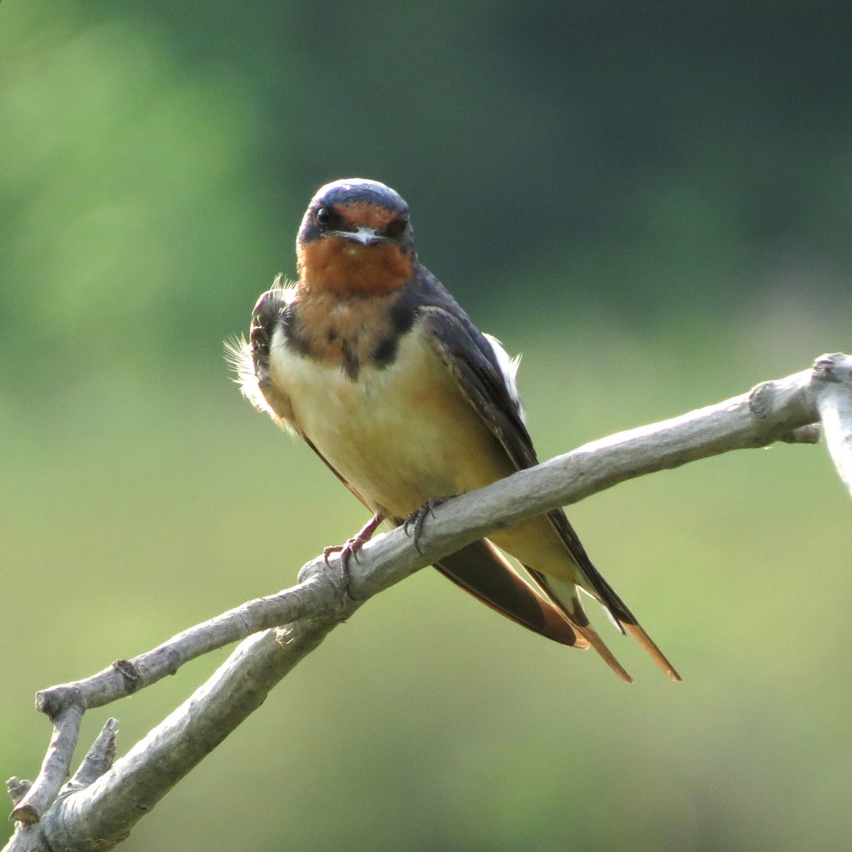 家燕 (Hirundo rustica)