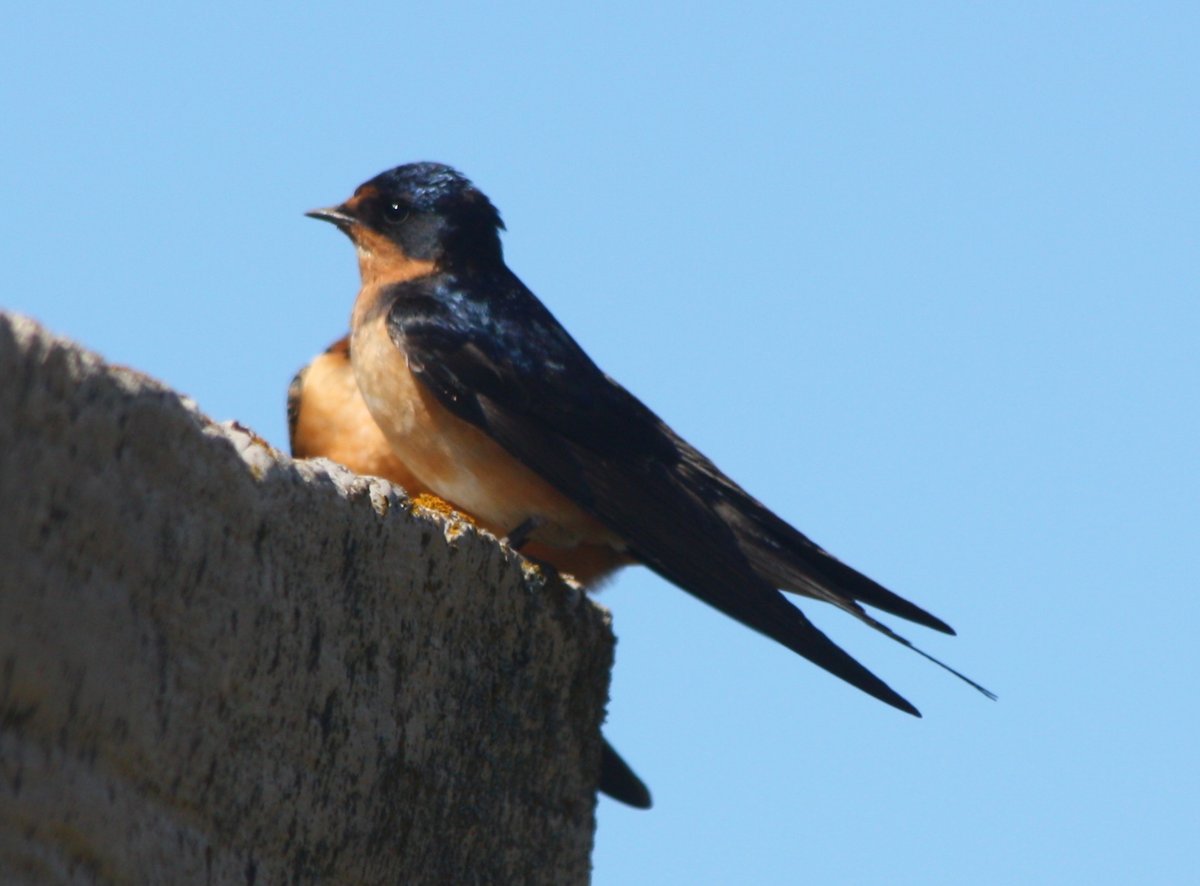 家燕 (Hirundo rustica)