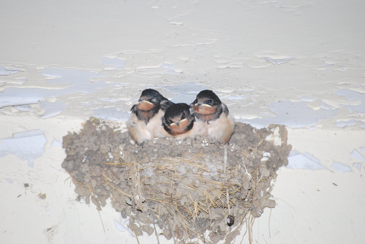 家燕 (Hirundo rustica)
