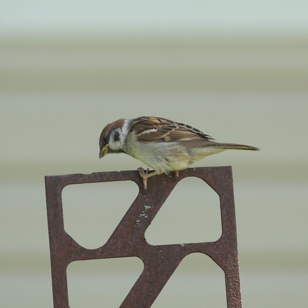Eurasian Tree Sparrow (Passer montanus)