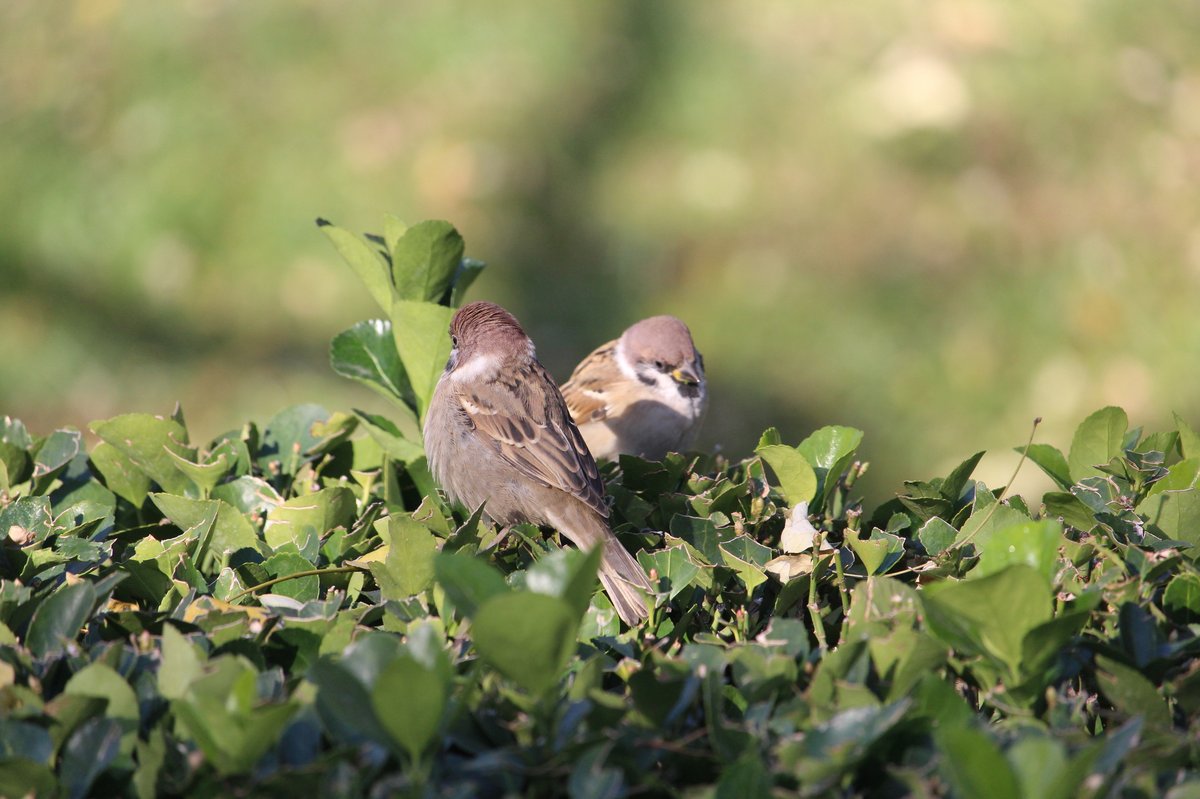 Eurasian Tree Sparrow (Passer montanus)