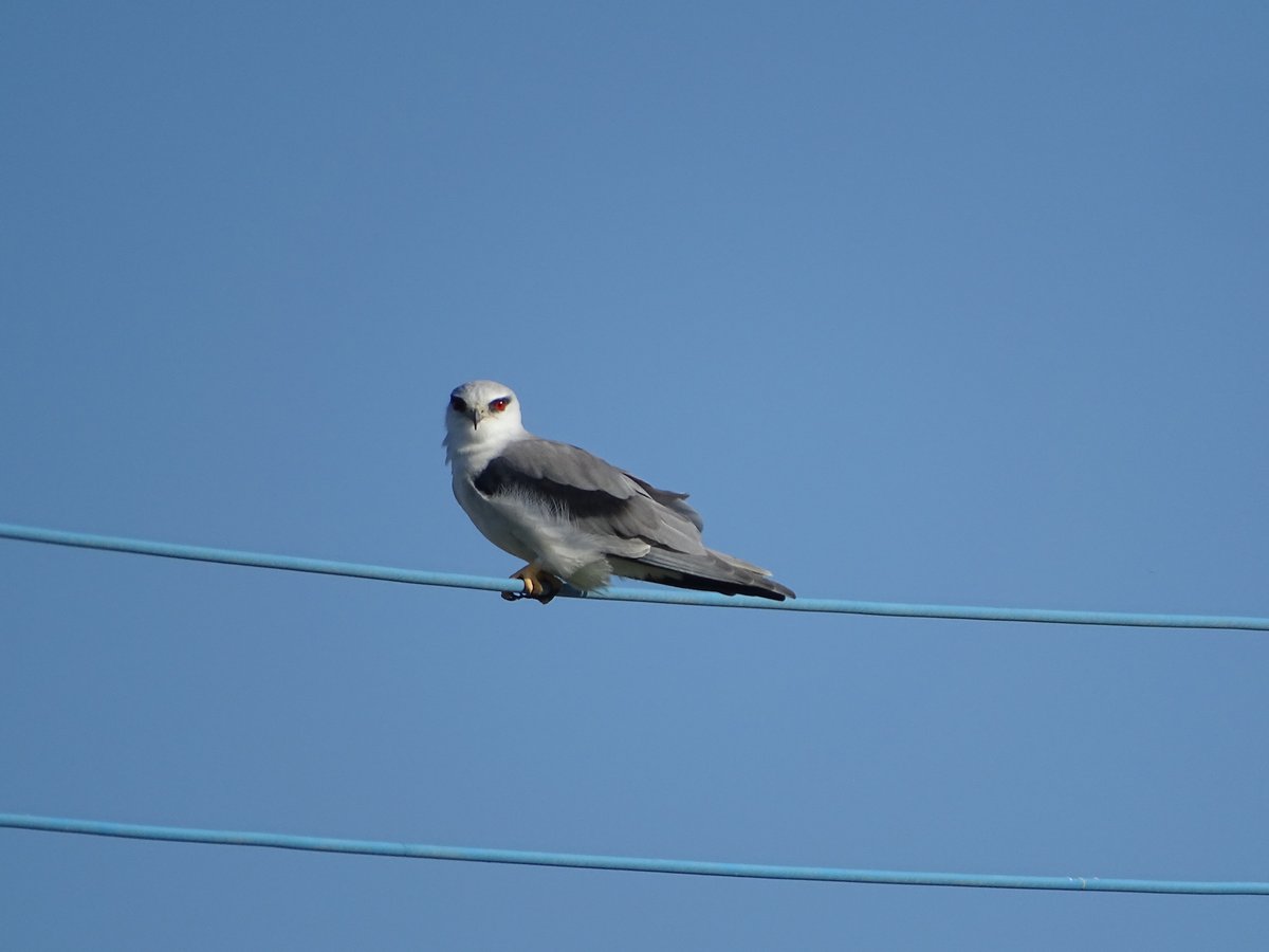 黑翅鸢 (Elanus caeruleus)