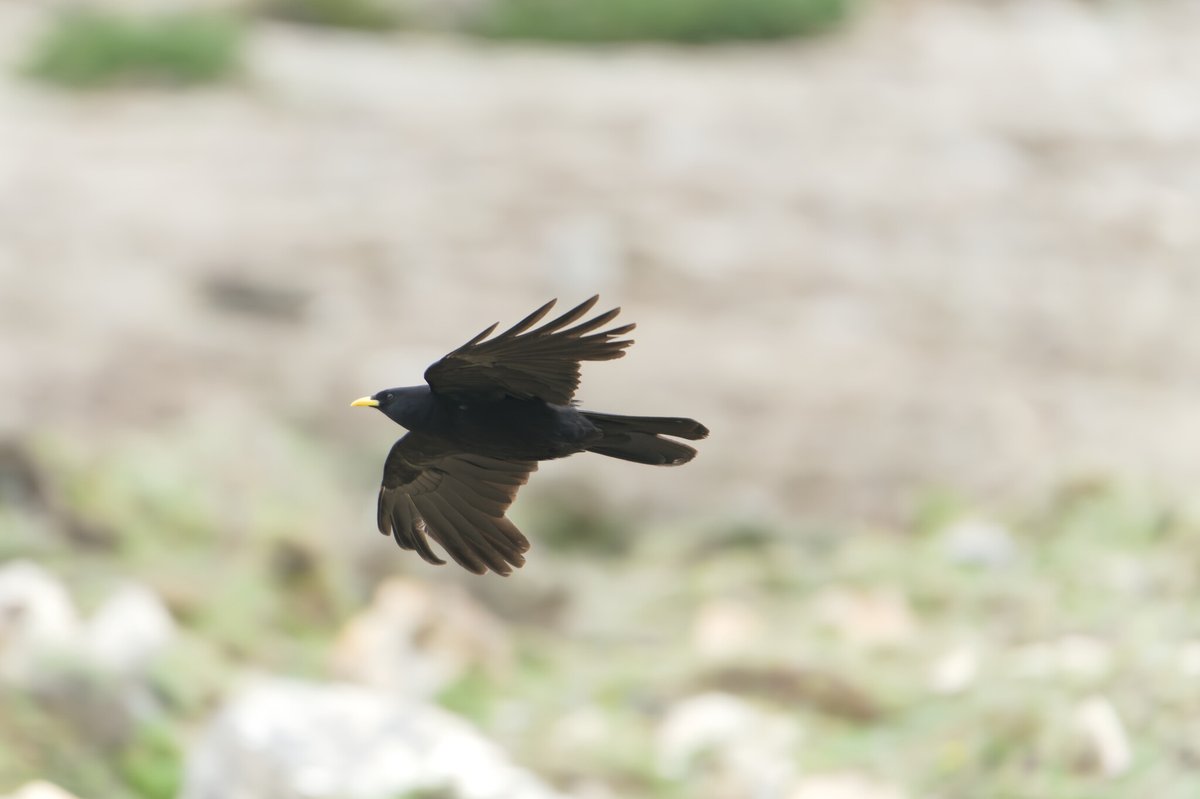 黄嘴山鸦 (Pyrrhocorax graculus)