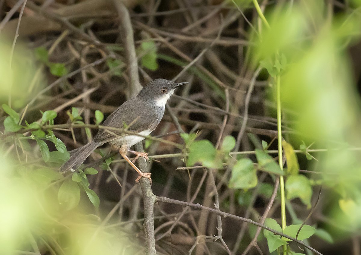 灰胸山鹪莺 (Prinia hodgsonii)