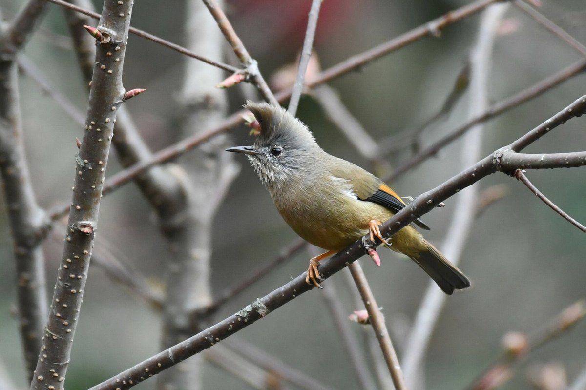 纹喉凤鹛 (Yuhina gularis)
