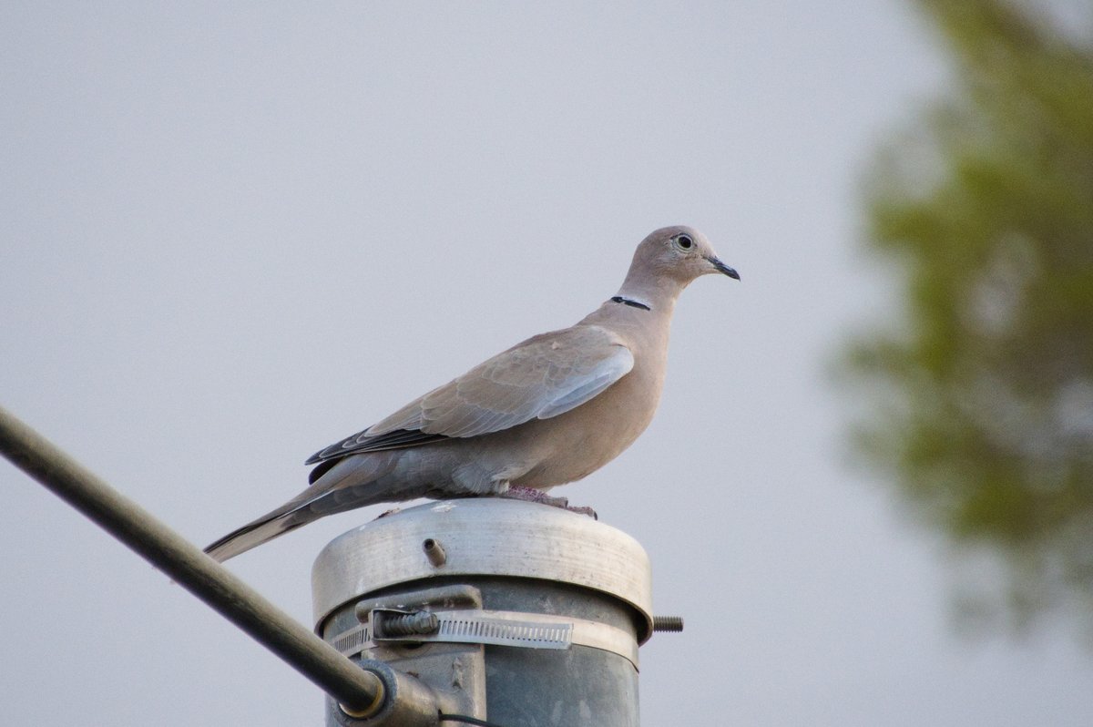 灰斑鸠 (Streptopelia decaocto)