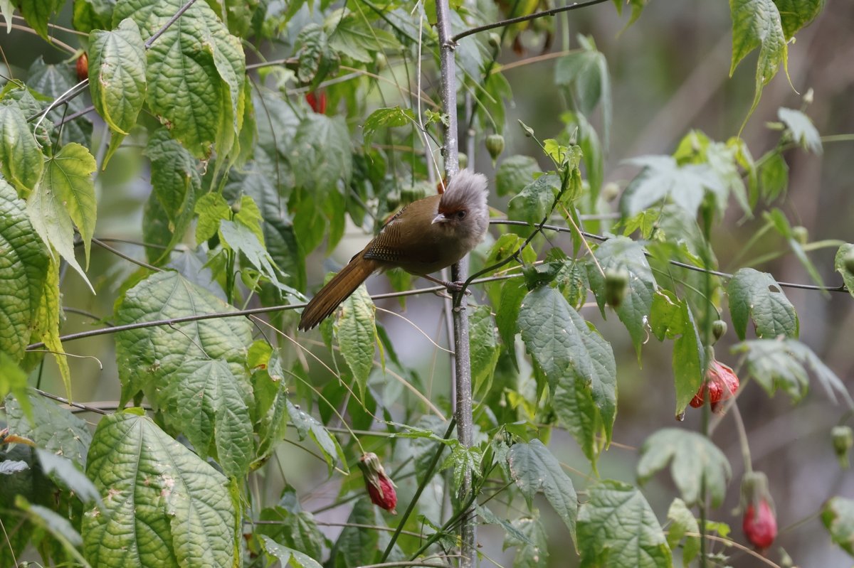 栗额斑翅鹛 (Actinodura egertoni)