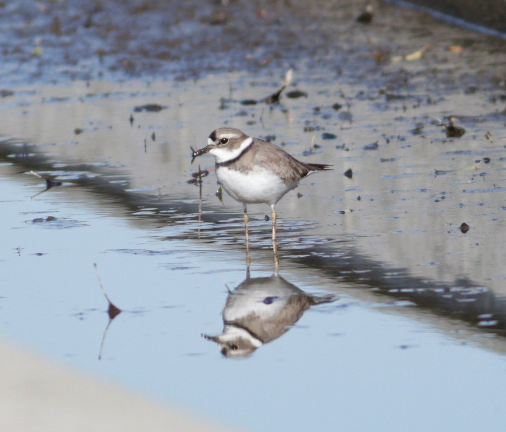 Long-billed Plover (Thinornis placidus)