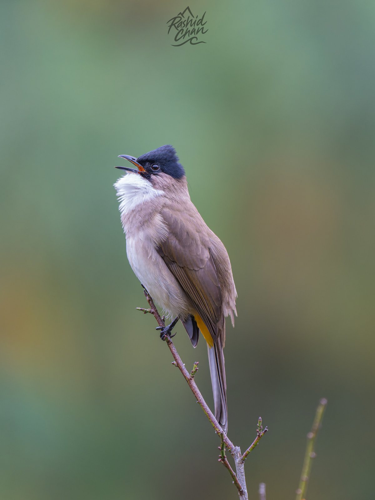 Brown-breasted Bulbul (Pycnonotus xanthorrhous)
