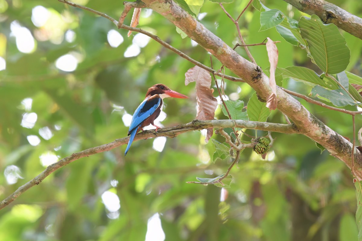 White-throated Kingfisher (Halcyon smyrnensis)