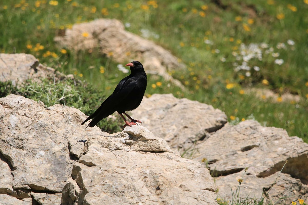 红嘴山鸦 (Pyrrhocorax pyrrhocorax)
