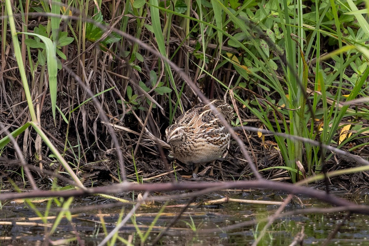 鹌鹑 (Coturnix japonica)