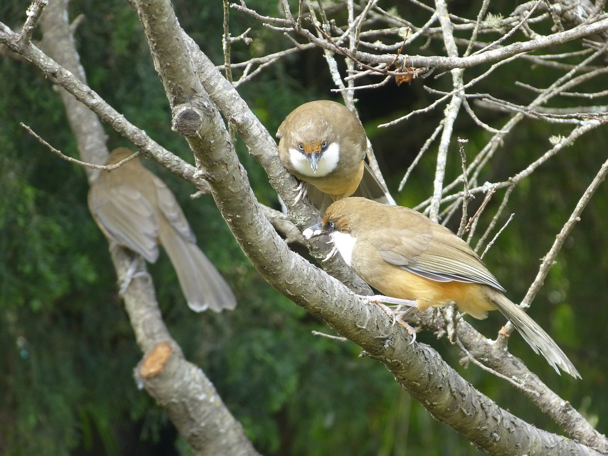 白喉噪鹛 (Pterorhinus albogularis)