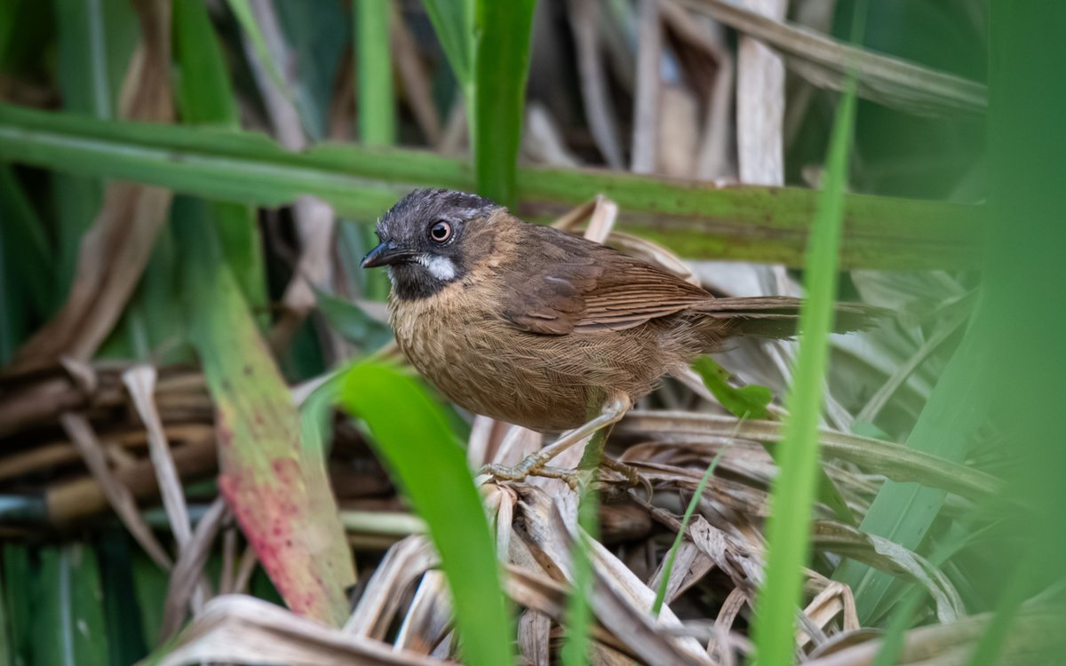 黑头穗鹛 (Stachyris nigriceps)