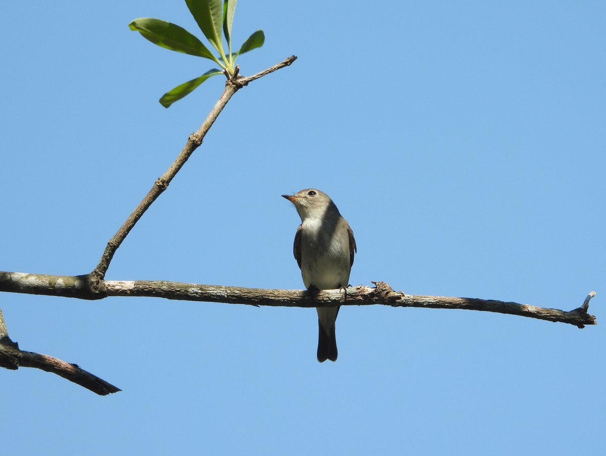 Asian Brown Flycatcher (Muscicapa dauurica)