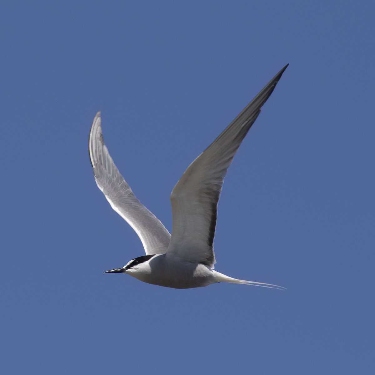 Aleutian Tern (Onychoprion aleuticus)