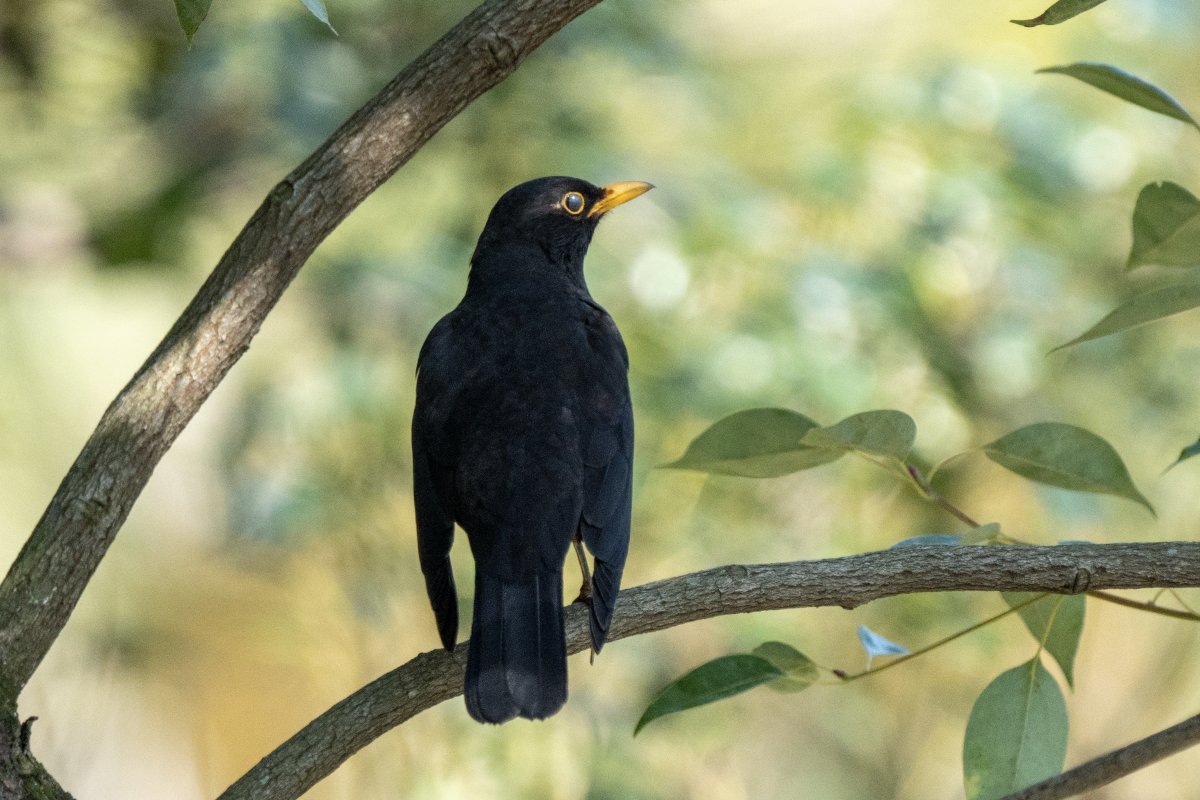 Chinese Blackbird (Turdus mandarinus)