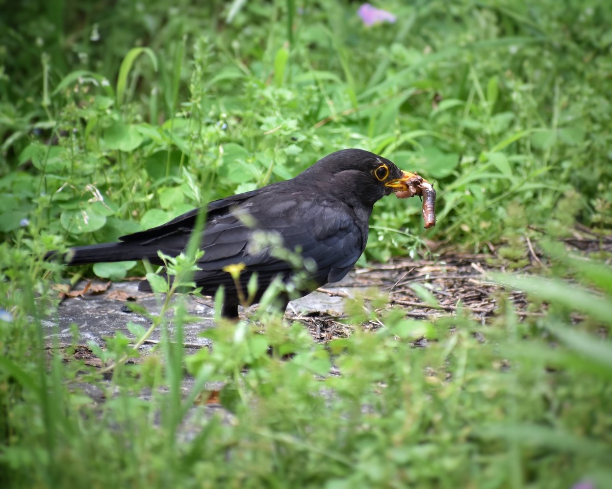 Chinese Blackbird (Turdus mandarinus)