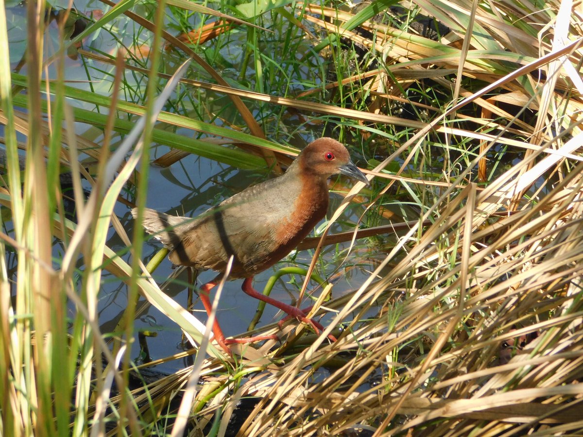红胸田鸡 (Zapornia fusca)