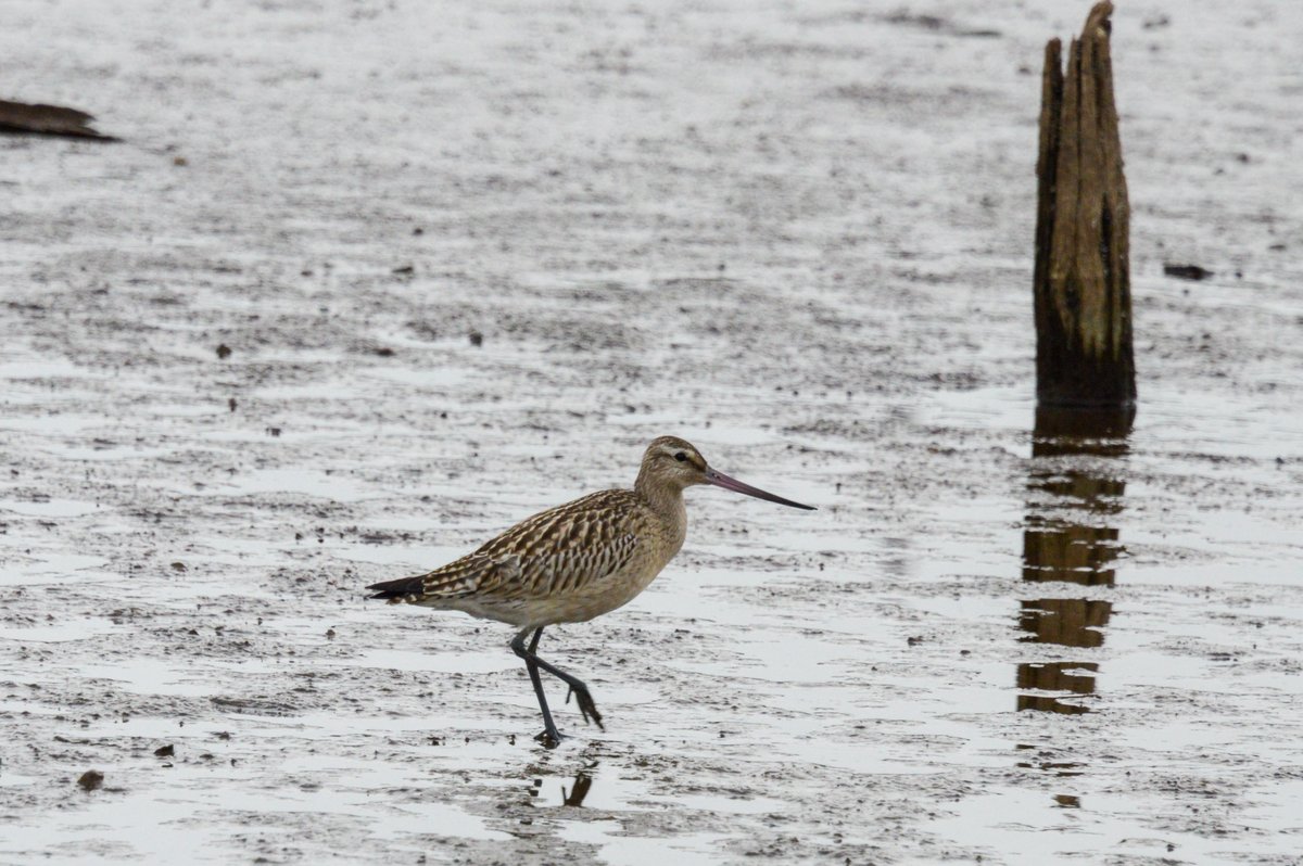 Bar-tailed Godwit (Limosa lapponica)
