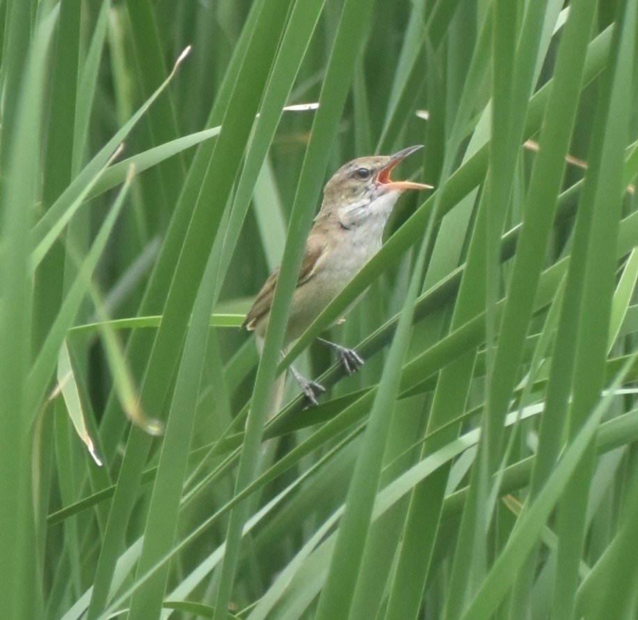 东方大苇莺 (Acrocephalus orientalis)