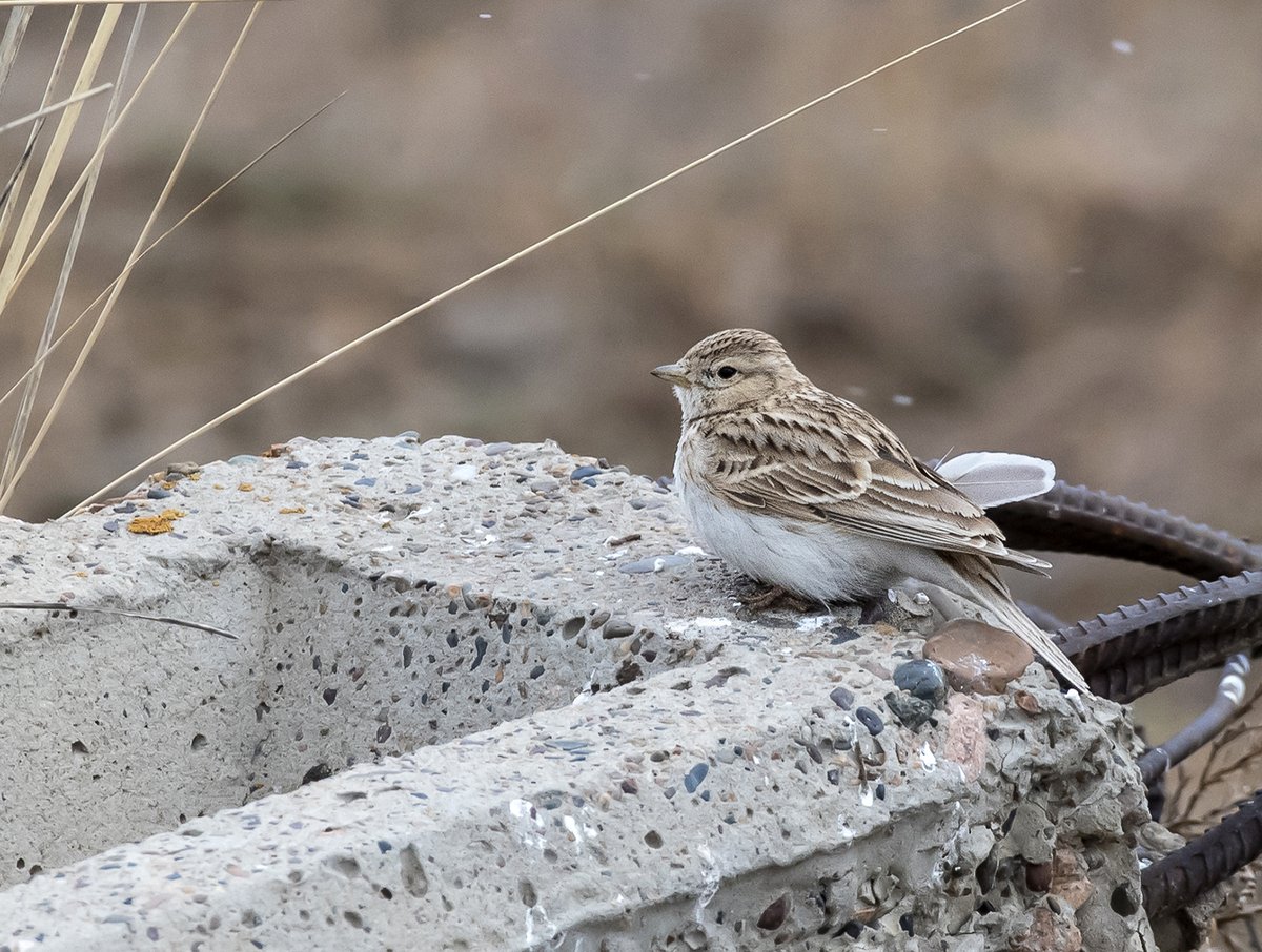 Asian Short-toed Lark (Alaudala cheleensis)