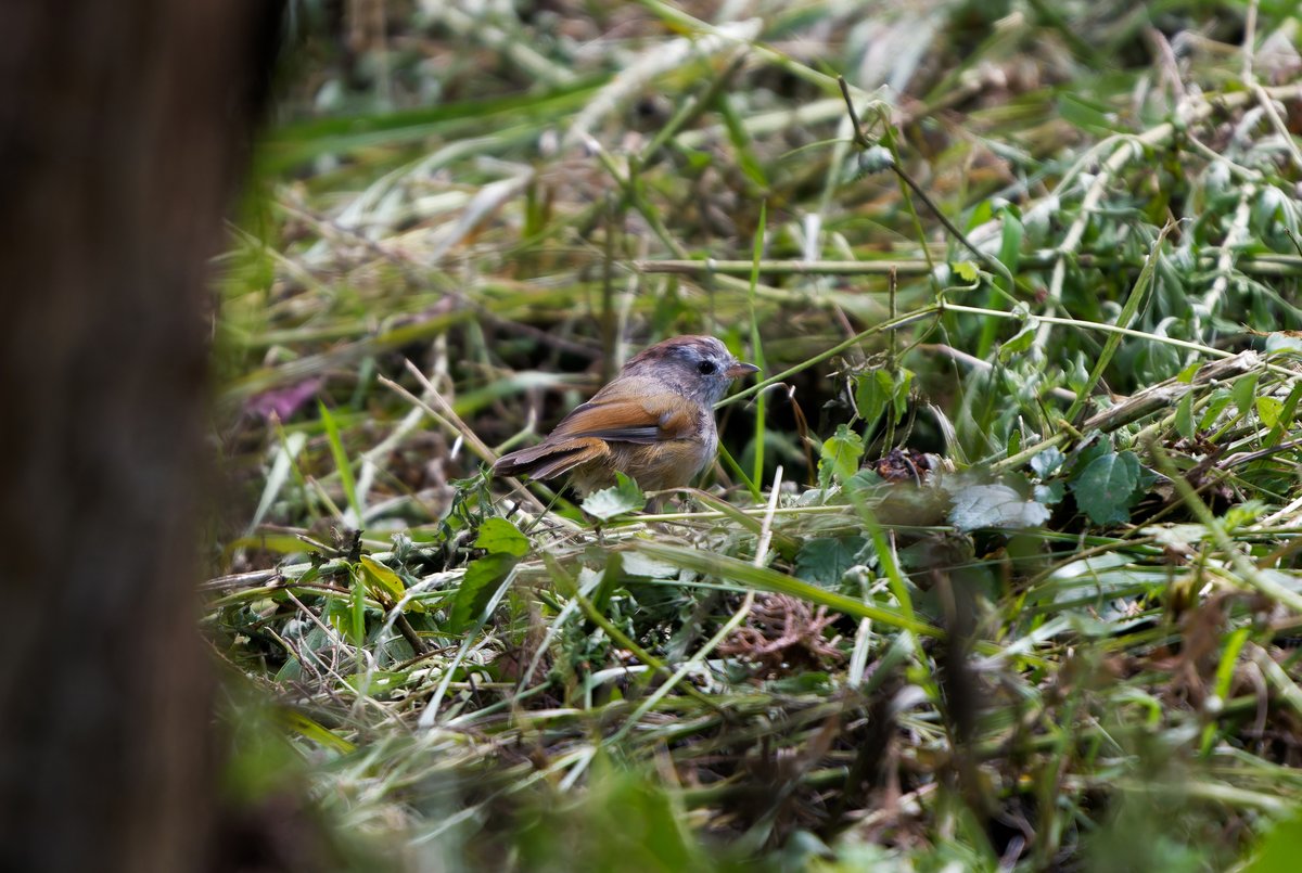 棕头雀鹛 (Fulvetta ruficapilla)